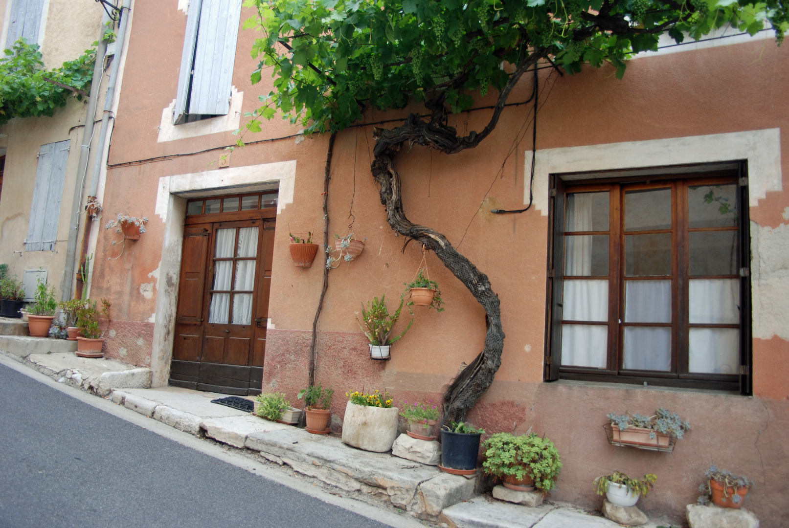 Weinstock in St. Saturnin, Provence, Frankreich