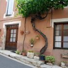 Weinstock in St. Saturnin, Provence, Frankreich