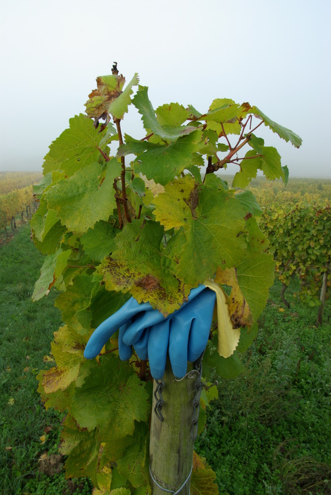 Weinstock Stilleben