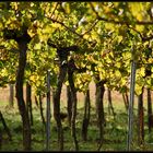 Weinstock - Wald