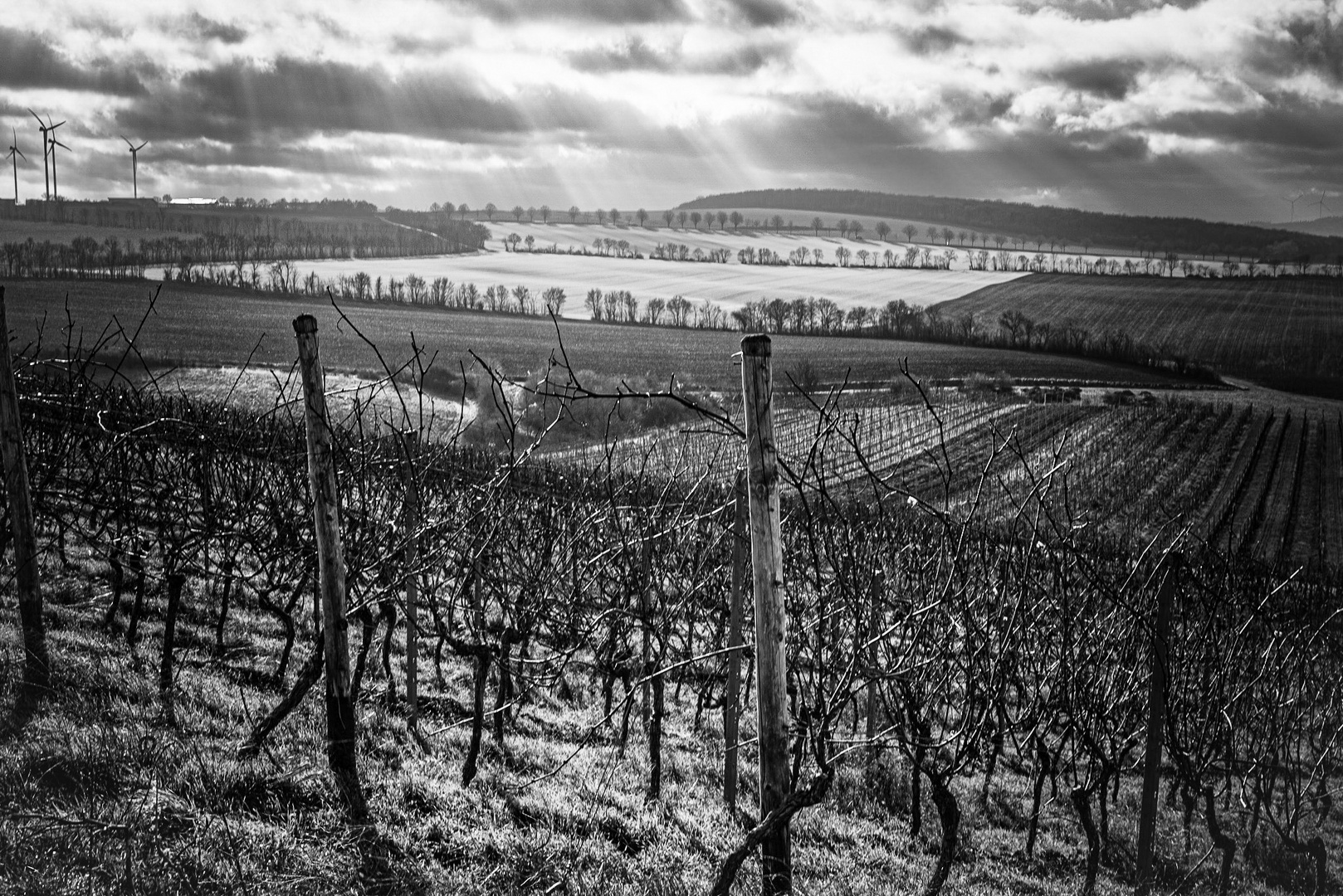 Weinstöcke im Winter