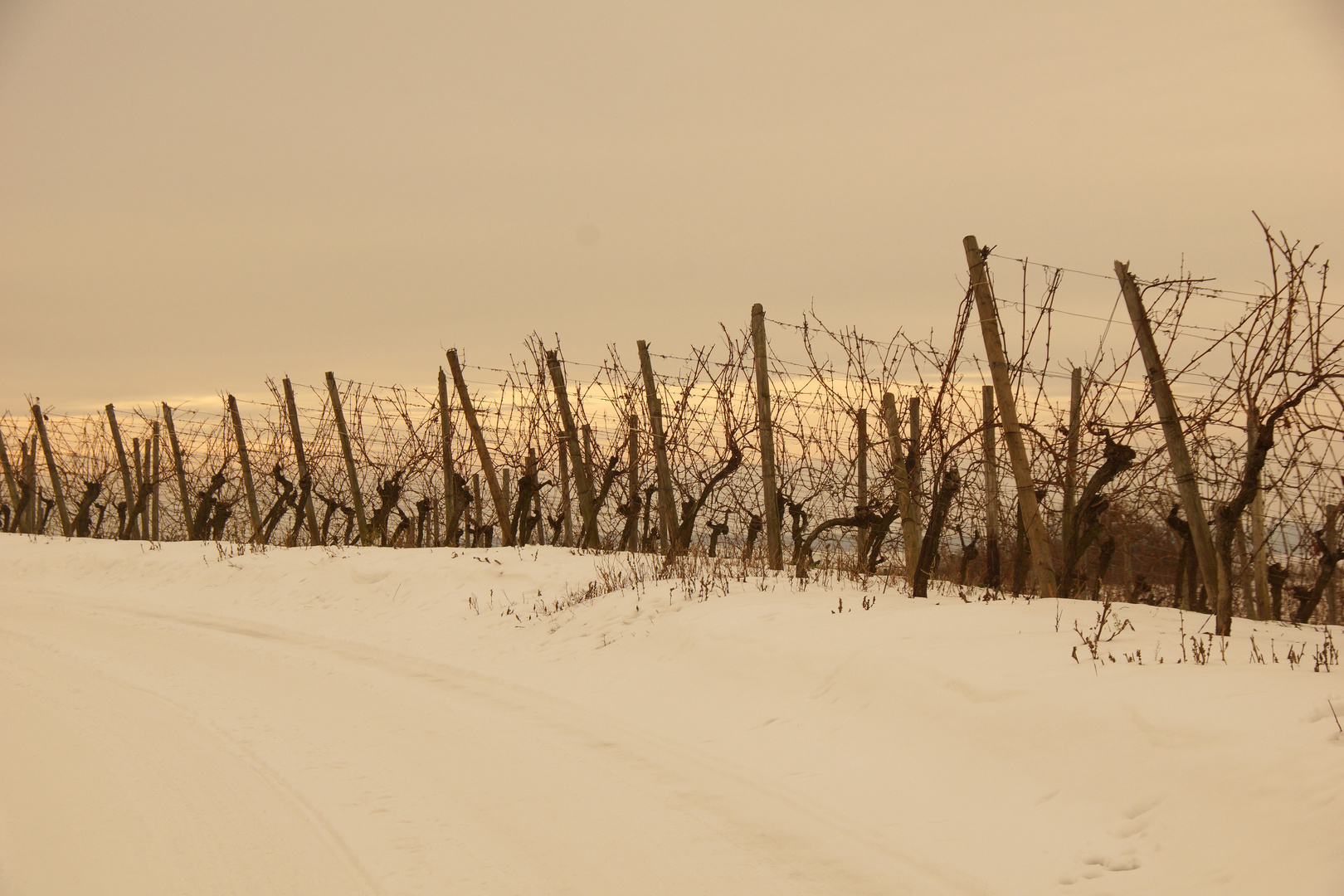 Weinstöcke im Winterschalf