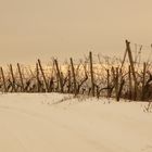 Weinstöcke im Winterschalf