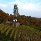 Weinstöcke in Radebeul
