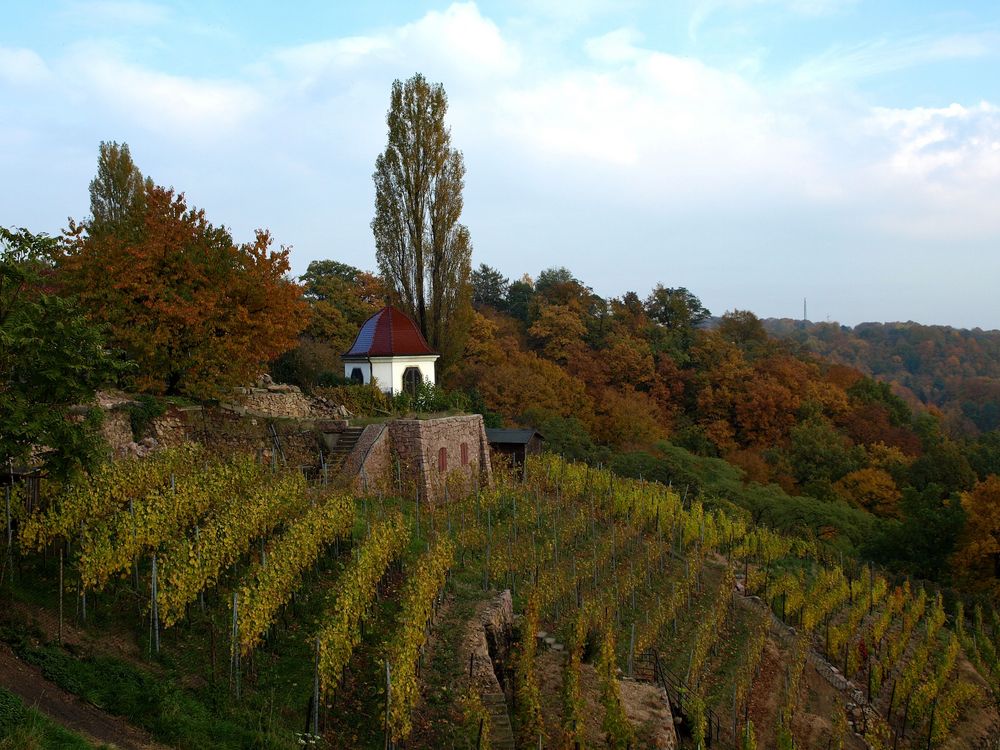 Weinstöcke in Radebeul