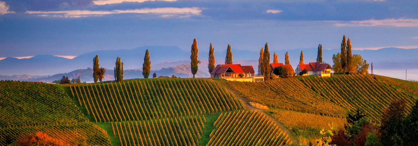 Weinstrasse Foto & Bild urlaub, bäume, sonne Bilder auf