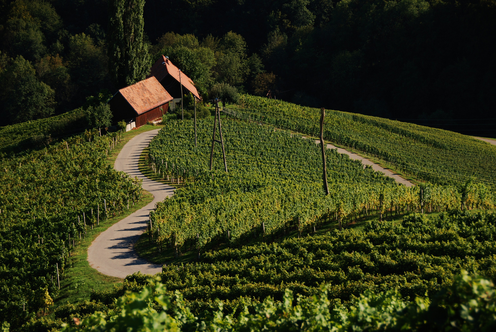 Weinstraße mit Herz