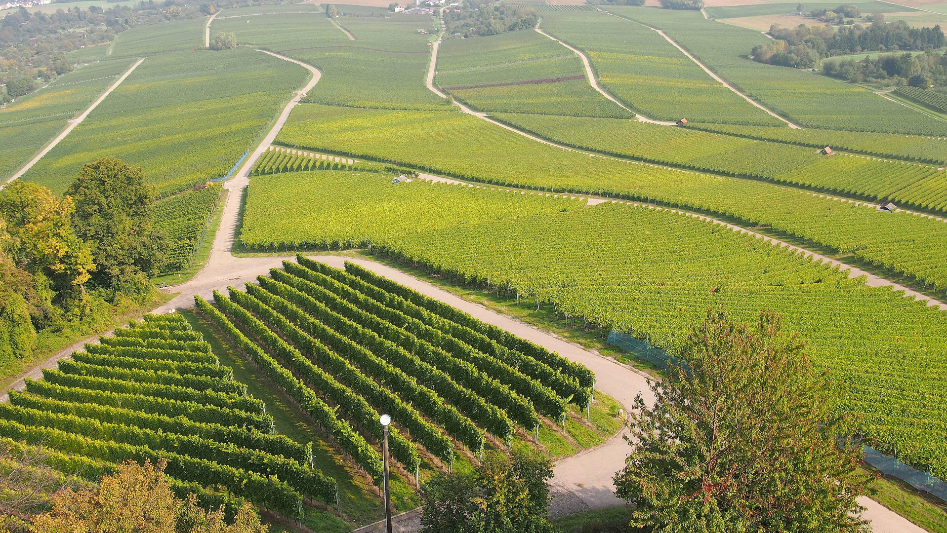 Weinterassen am Heuchelberg