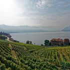 Weinterassen von Lavaux