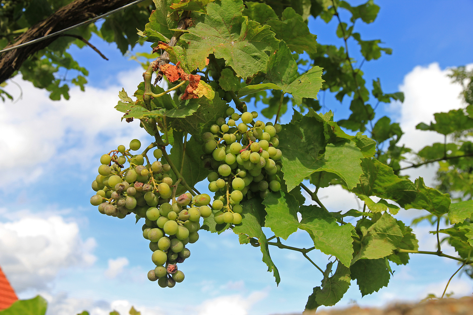 Weintraube 1 Foto & Bild | pflanzen, pilze & flechten, früchte und ...