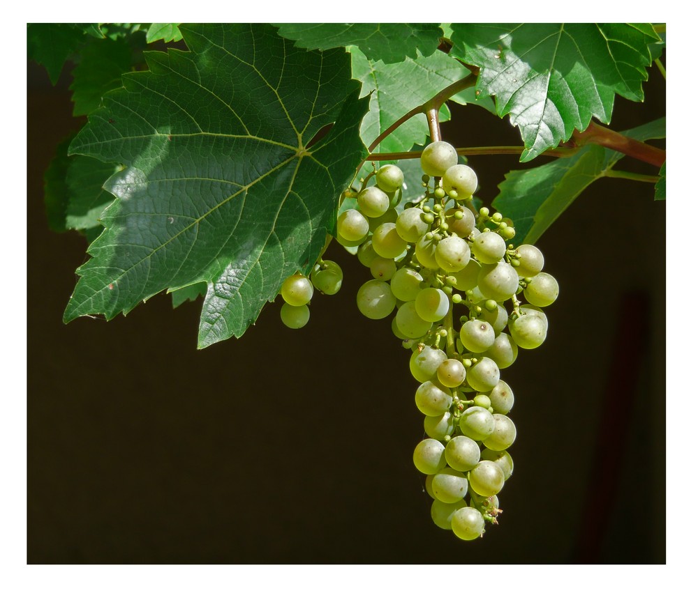 Weintraube Foto & Bild | pflanzen, pilze & flechten, ku nat, natur ...