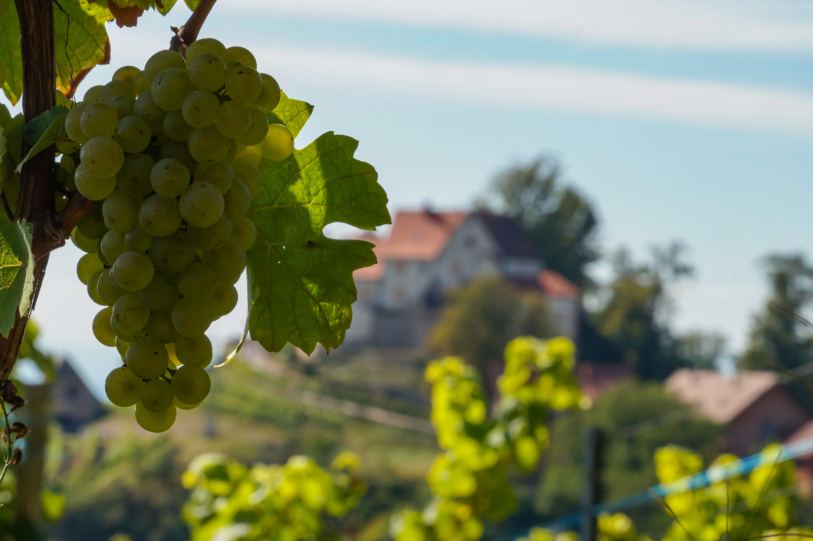 Weintrauben am Weingut