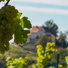 Weintrauben am Weingut