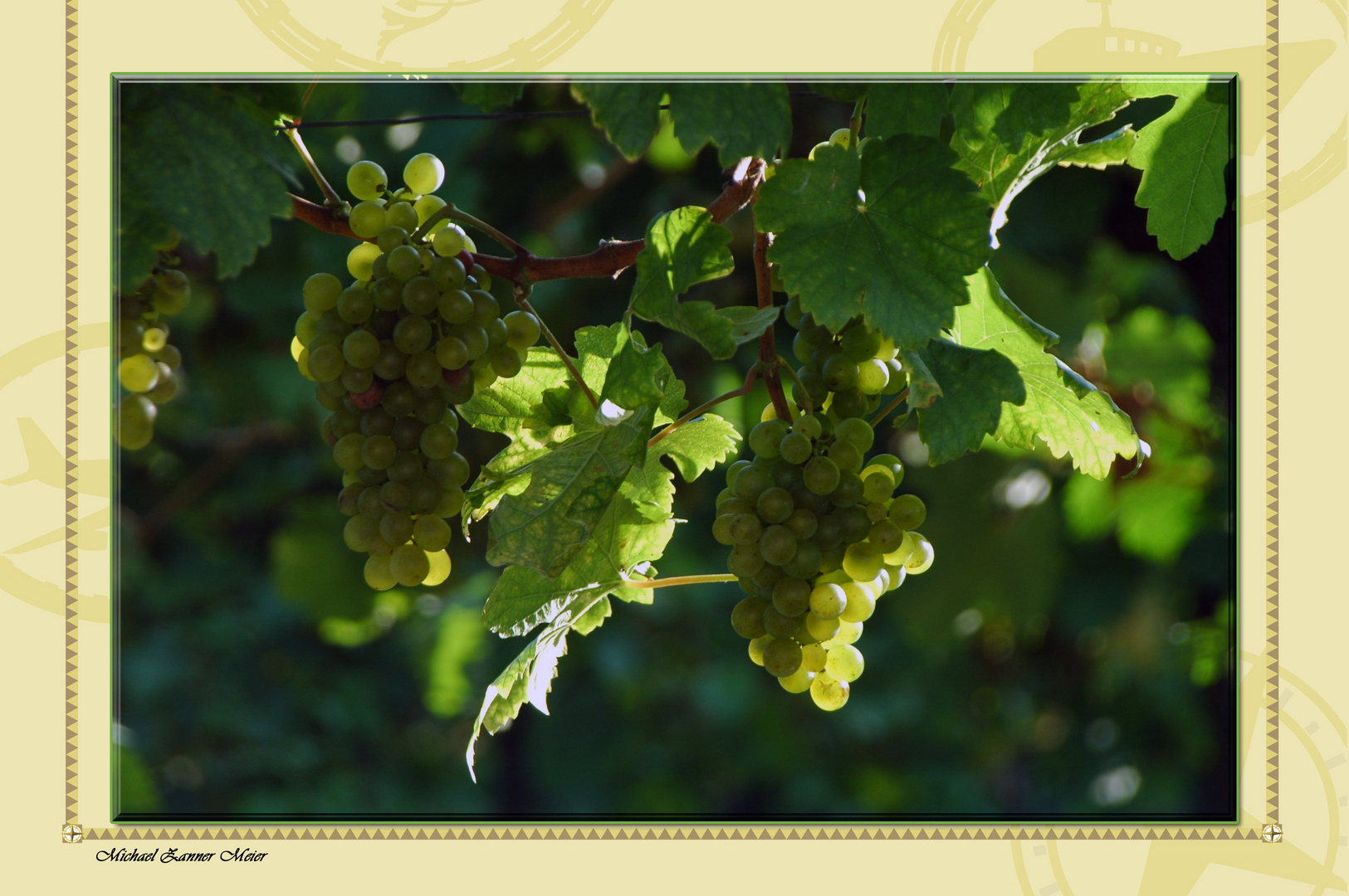 Weintrauben aus der Wachau