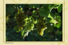 Weintrauben aus der Wachau von Zannermeier 