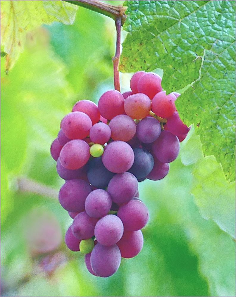 Weintrauben aus Neugablonz Foto & Bild | obst , nature, spezial Bilder ...