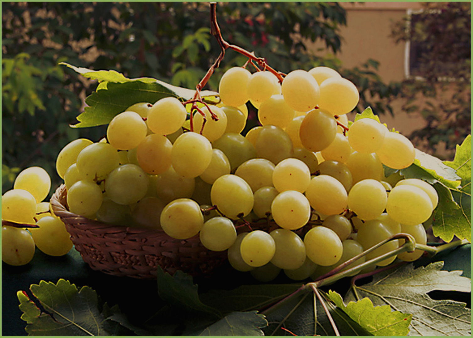 Weintrauben Foto & Bild | natur-kreativ, obst , weintrauben Bilder auf ...