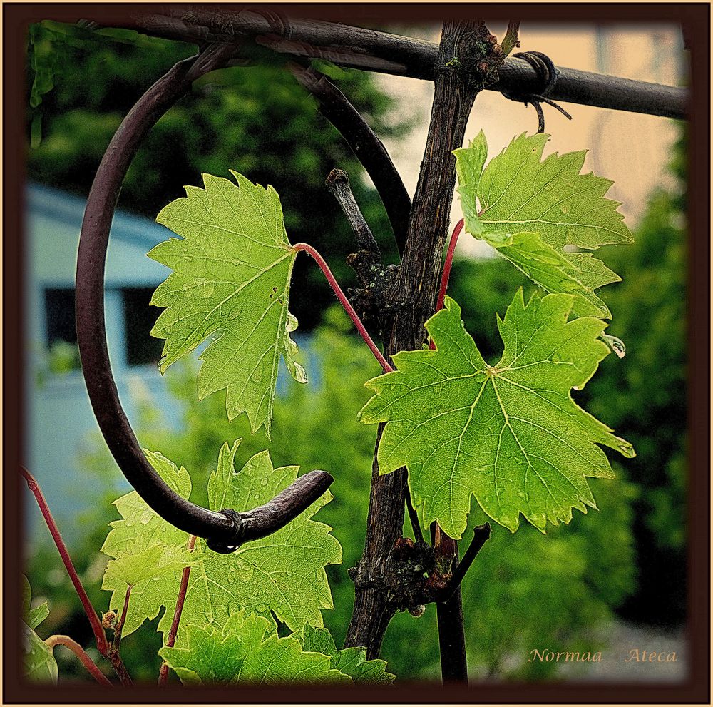 Weintrauben Blätter