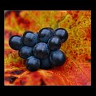Weintrauben im Blättermantel