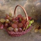 Weintrauben im  Herbst