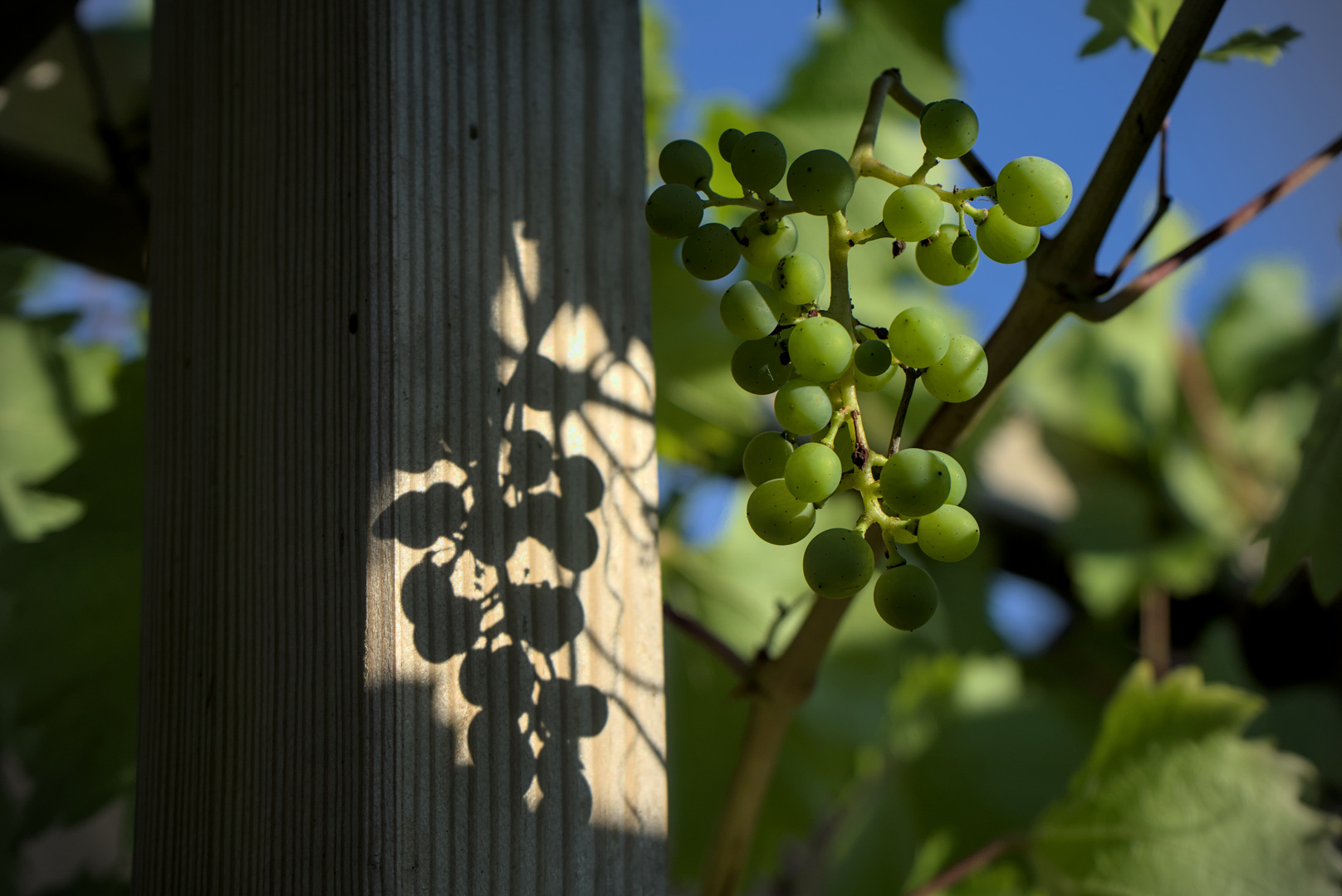 Weintrauben in der Sonne