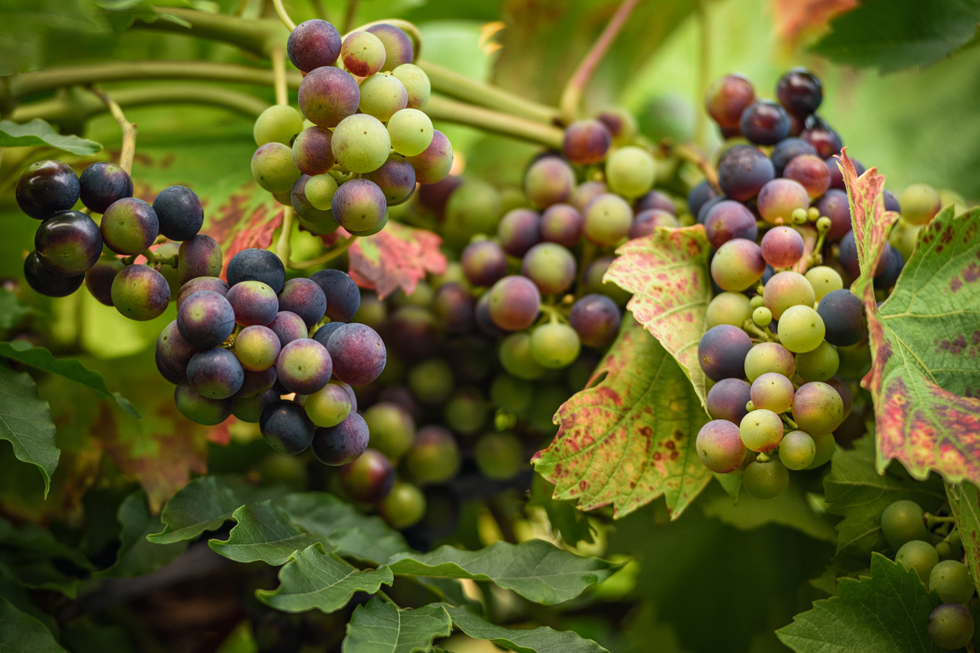 Weintrauben in meinem Garten… Foto & Bild pflanzen
