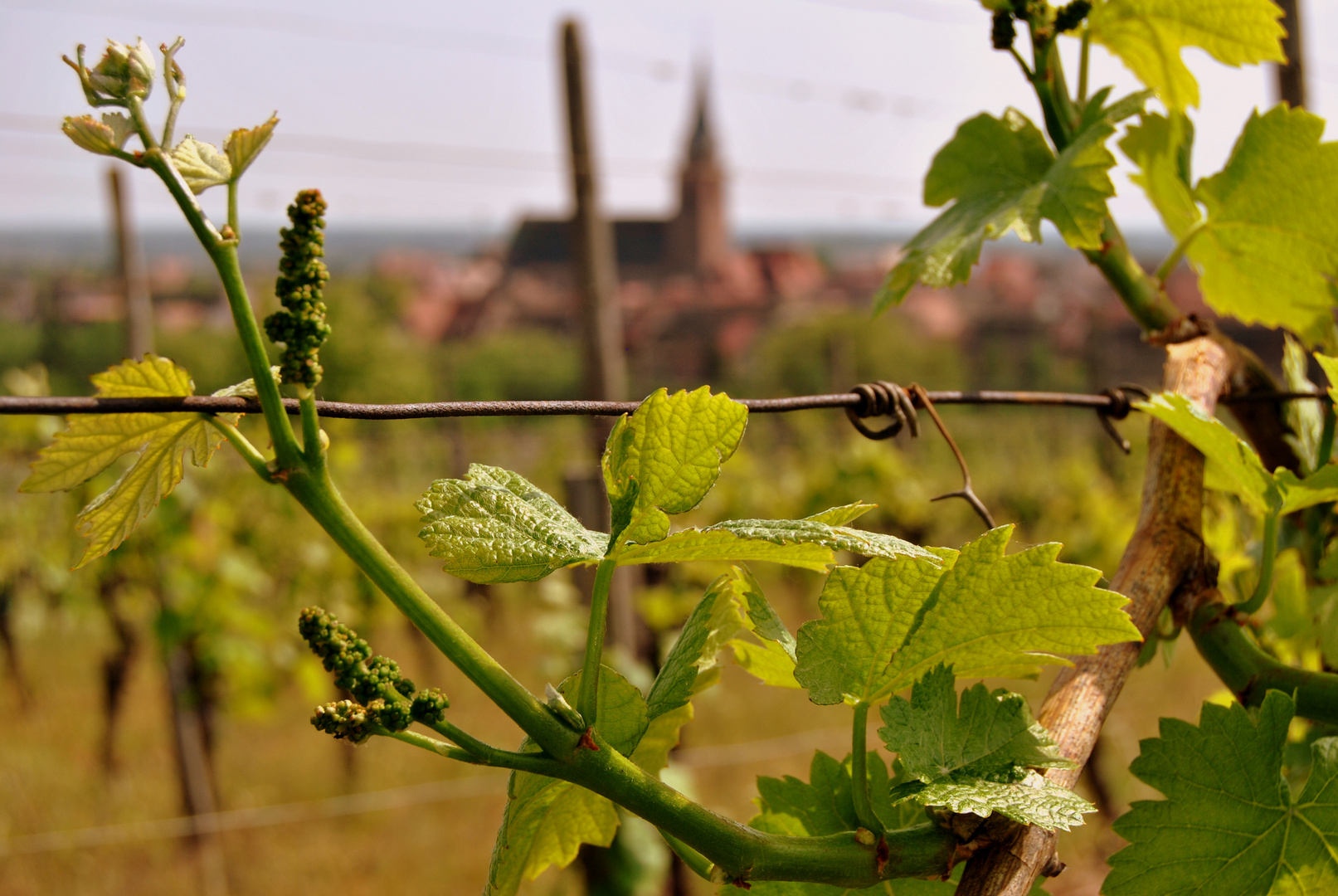 Weintrauben-Landschaft im Elass