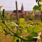 Weintrauben-Landschaft im Elass