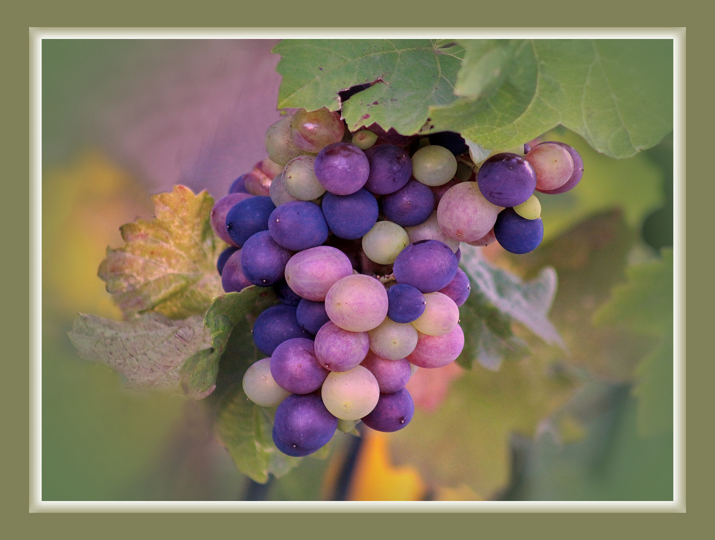 Weintrauben noch abwarten!! Foto & Bild obst , nature, photography Bilder auf