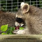 Weintrauben schmecken auch unvergoren