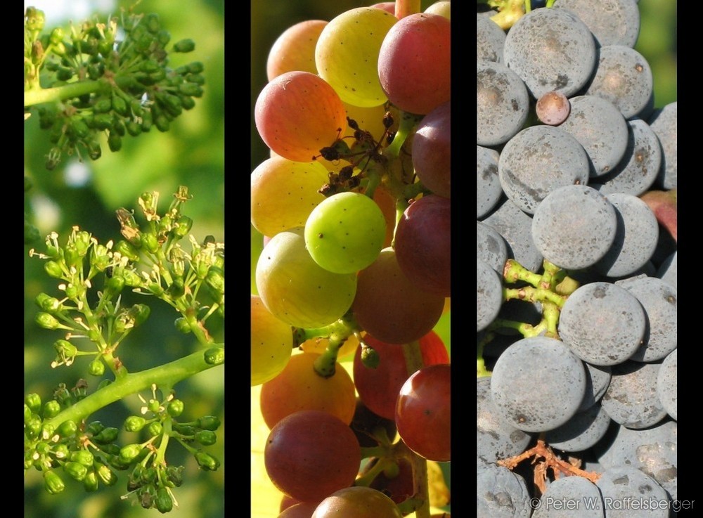 Weintrauben-Trilogie aus dem Weinviertel - Frühjahr bis Herbst