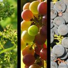 Weintrauben-Trilogie aus dem Weinviertel - Frühjahr bis Herbst