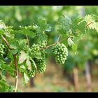 Weintrauben_Riesling_03604_1