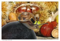 Weintraubenschnecke