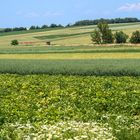 weinviertel