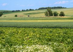 weinviertel