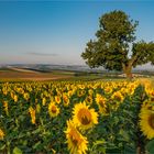 Weinviertel