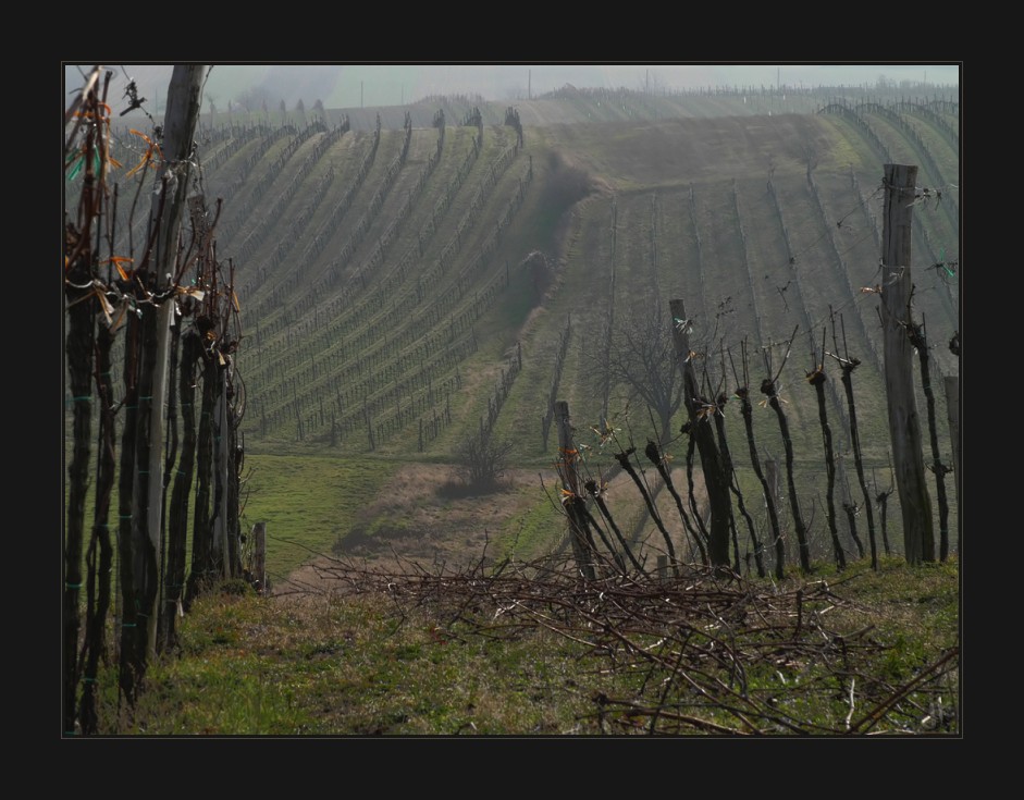 weinviertel