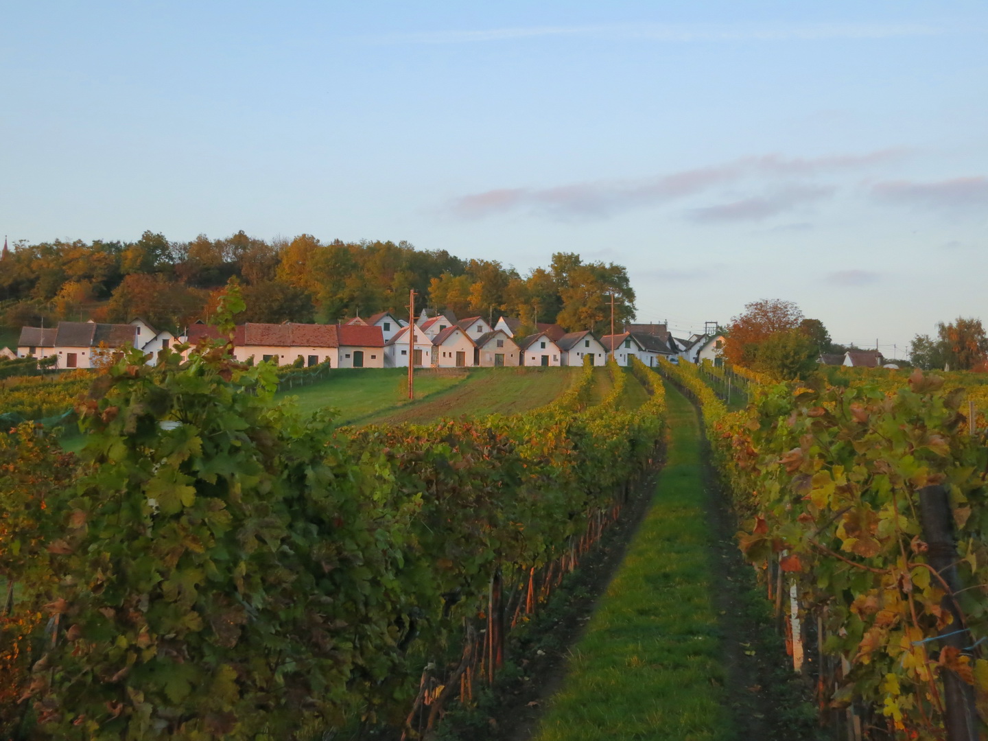 Weinviertel, Grüner Veltliner?