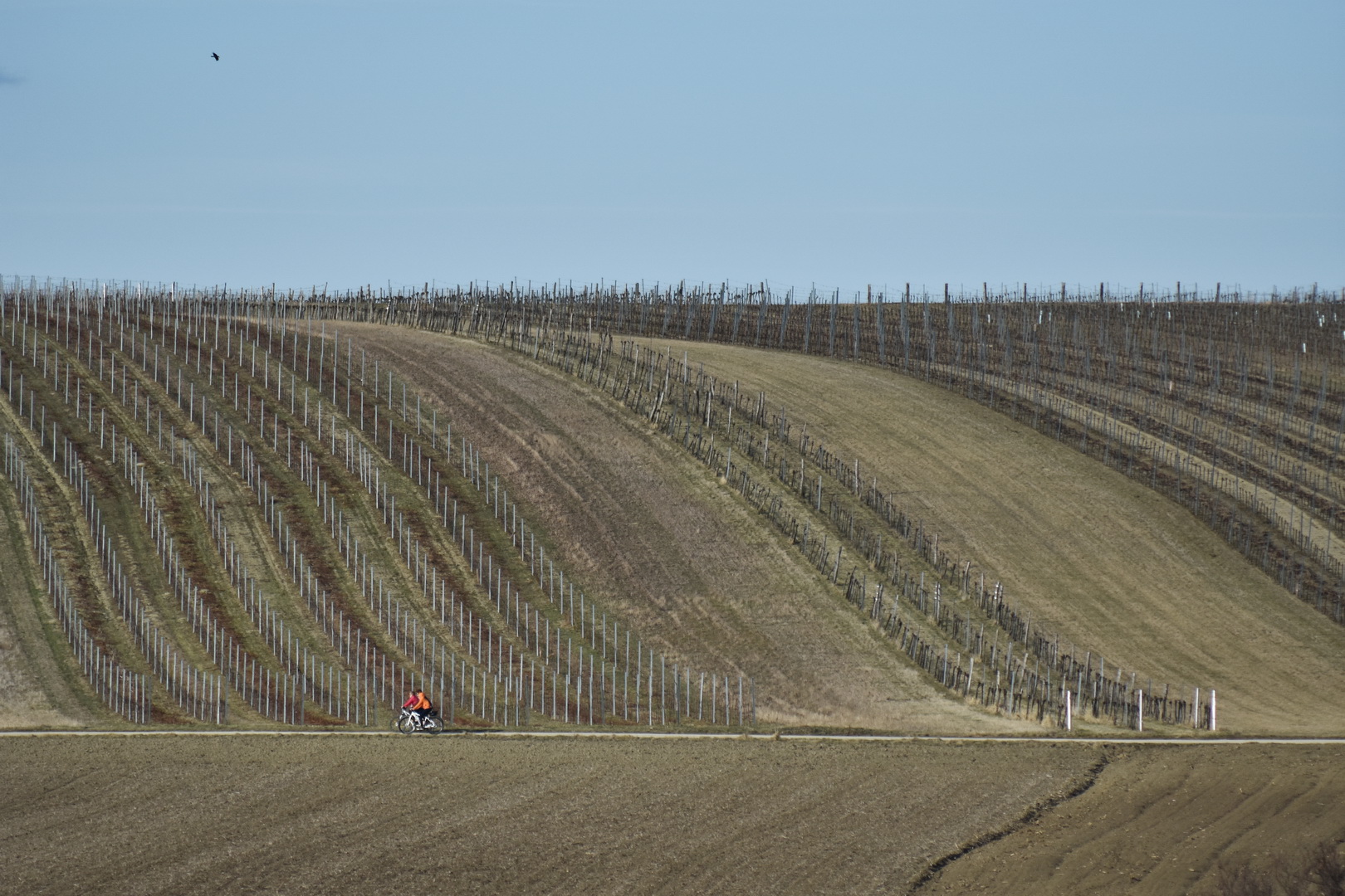 Weinviertel, Grüner Veltliner?