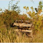 Weinviertel - Herbst ~2