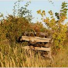 Weinviertel - Herbst ~2