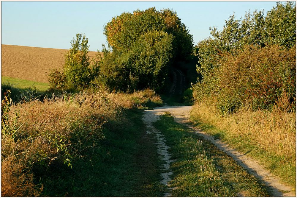 Weinviertel - Herbst