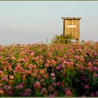 Weinviertel im Juli 2010