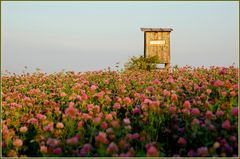 Weinviertel im Juli 2010