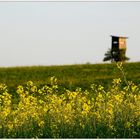 Weinviertel im Mai