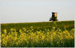 Weinviertel im Mai