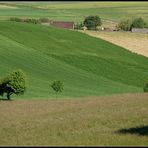 Weinviertel - Juni