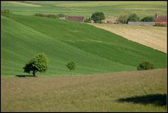 Weinviertel - Juni