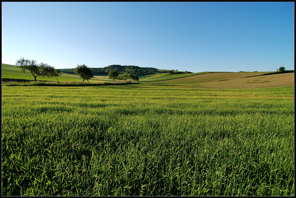 Weinviertel - Juni - II -